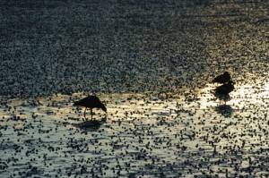Birds on the bay near Halfmoon Cottage