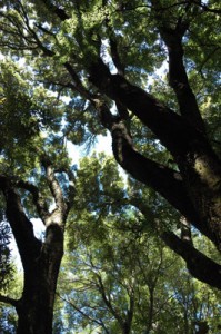 Hinewai -- Old growth forest