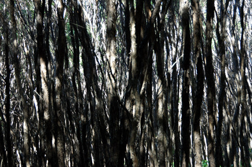 Hinewai -- More juvenile forest