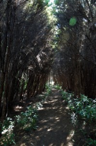 Hinewai -- Juvenile hardwood forest