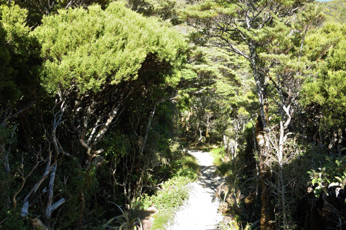 Avalanche Peak -- Wooded path