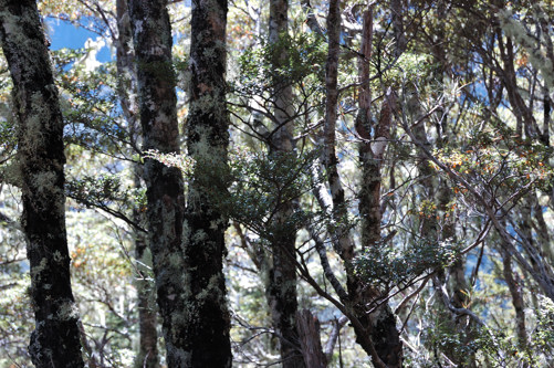 Avalanche Peak -- Forest