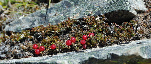 Avalanche Peak -- Alpine plants must survive in unlikely places