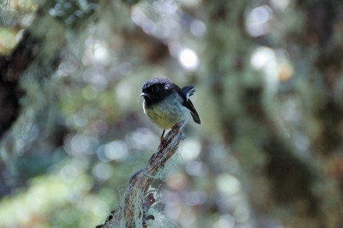 Avalanche Peak -- Friendly native