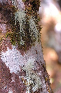 Avalanche Peak -- Interesting lichen