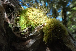 Avalanche Peak -- Moss in a tree crotch