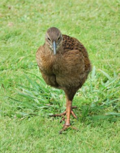 Weka