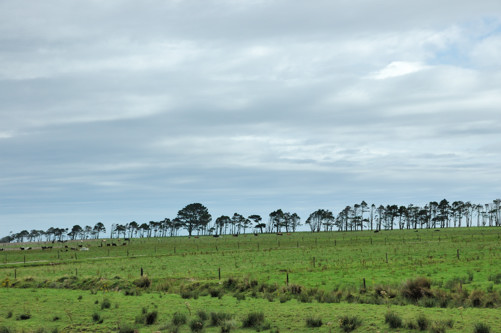 Wind break in a coastal field