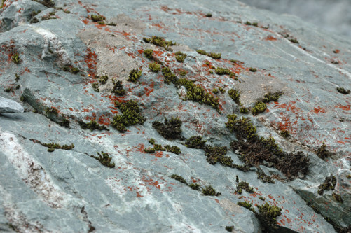 Lichen 1