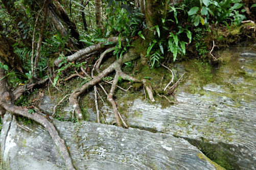 Roots split boulder