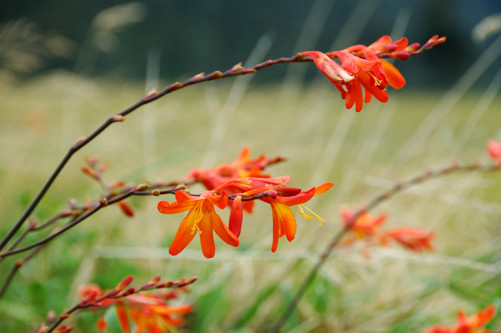Roadside flowers