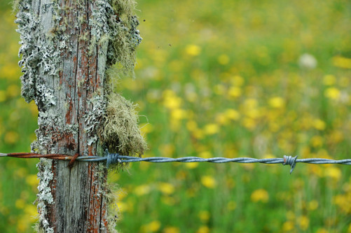 Fence and Field