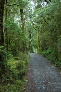 Easy track for our first, short hike