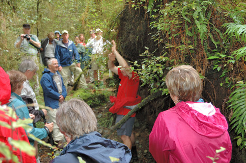 Kevin discusses a fallen red beech