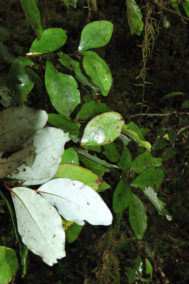 Leaves of the NZ pepperwood tree