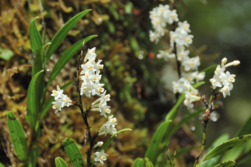 Orchid near Glade Burn