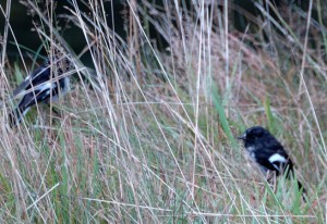 Tomtit - Petroica macrocephala