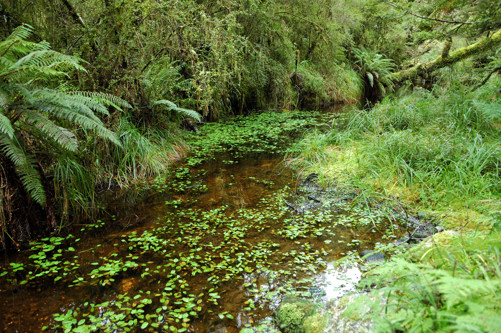 Creek enters the river