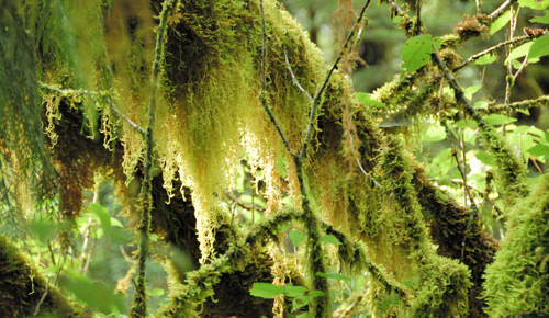 Moss hanging from beech limbs