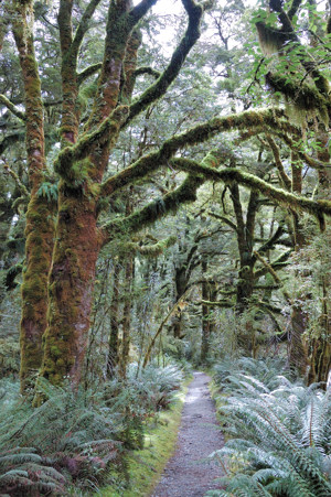 Stand of Red Beeches