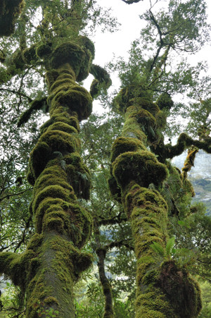 Mossy trunks of the Red Beeches