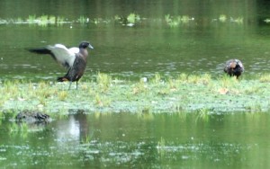 Paradise duck (Tadorna variegata) - Lake Mintaro