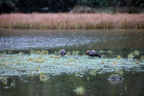 Paradise duck (Tadorna variegata) - Lake Mintaro