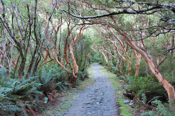 New Zealand Tree Fuchsia (Fuchsia excorticata)