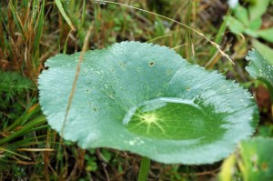 One way to save water