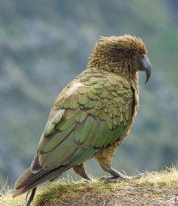 Kea