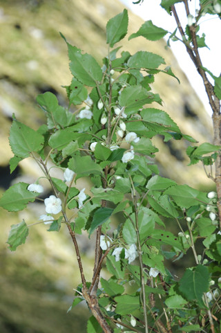 Flowering bush