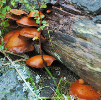 Mushrooms on a log