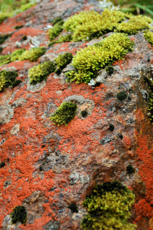 Lichen