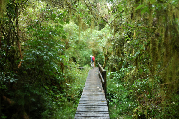 Boardwalk in the rainforest