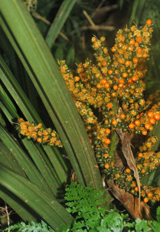 Interesting plant and its fruit