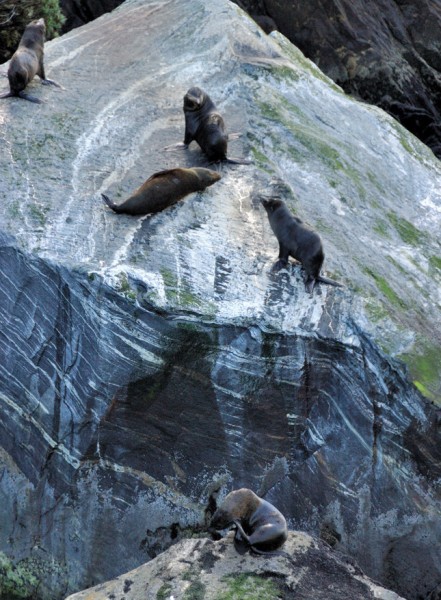 Seal colony, Milford Sound