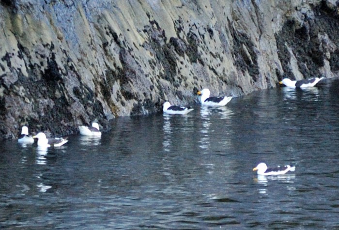 Gulls eating mussels at the waterline