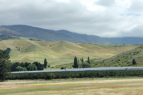 Orchard near Cromwell