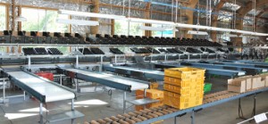 Fruit packing facility