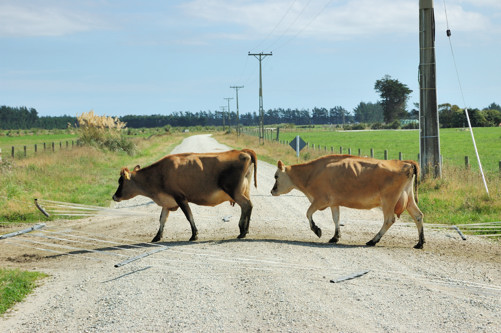 Cows blocking the main road