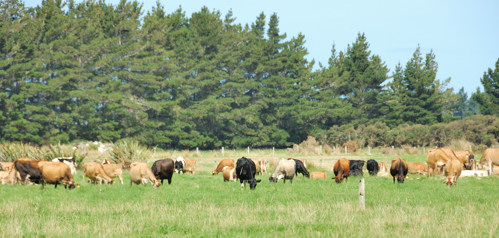 Cows in the field