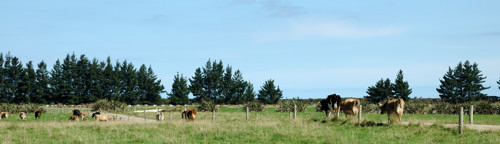 Cows continuing down a lane