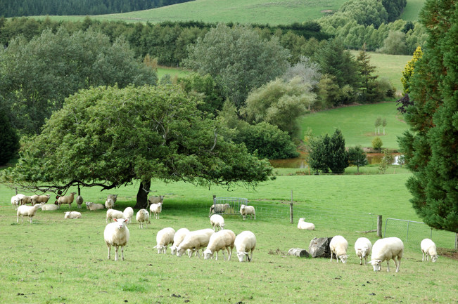 Expanding in to the adjoining sheep pasture