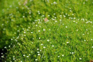 Mounding plant with small flowers