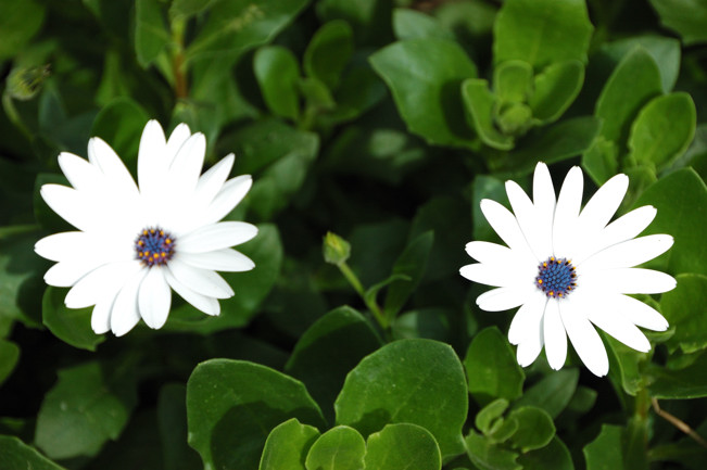 An unusual white and blue flowere