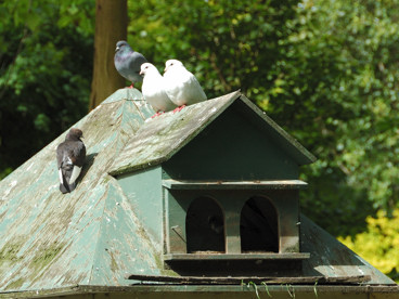 Pigeon roost