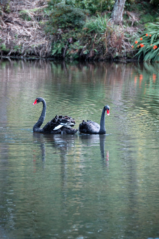 Swans on the pond