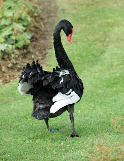 Proud swan after making us turn tail and run