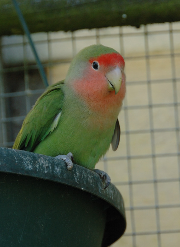 Lovebird