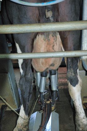 Cow is milked while she rides